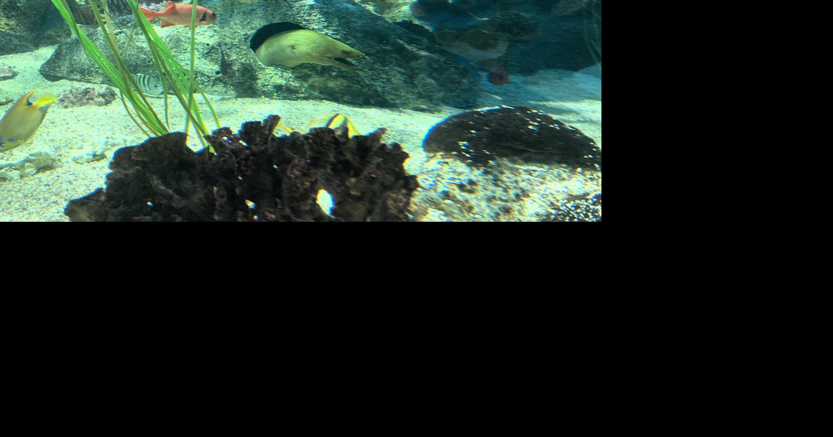Cook Museum adds green moray eel