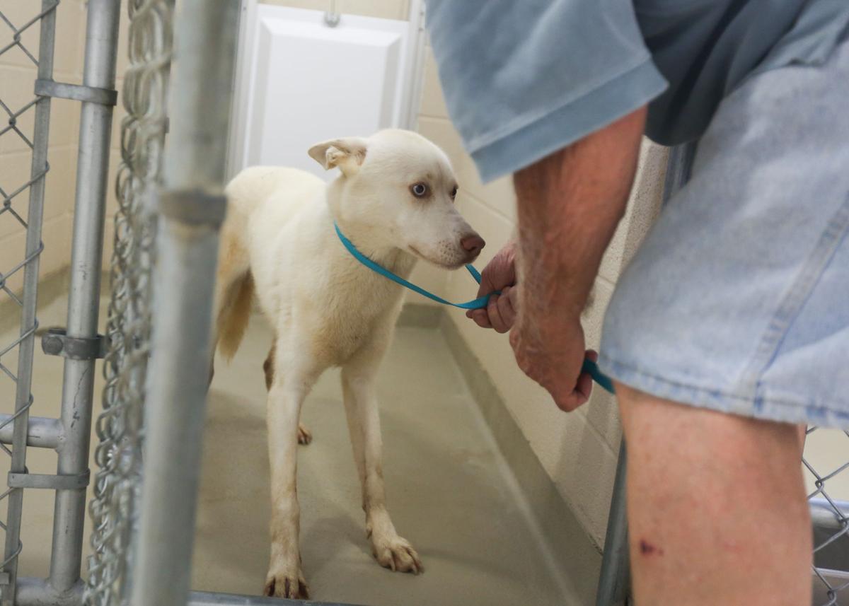 Decatur Animal Services Gallery