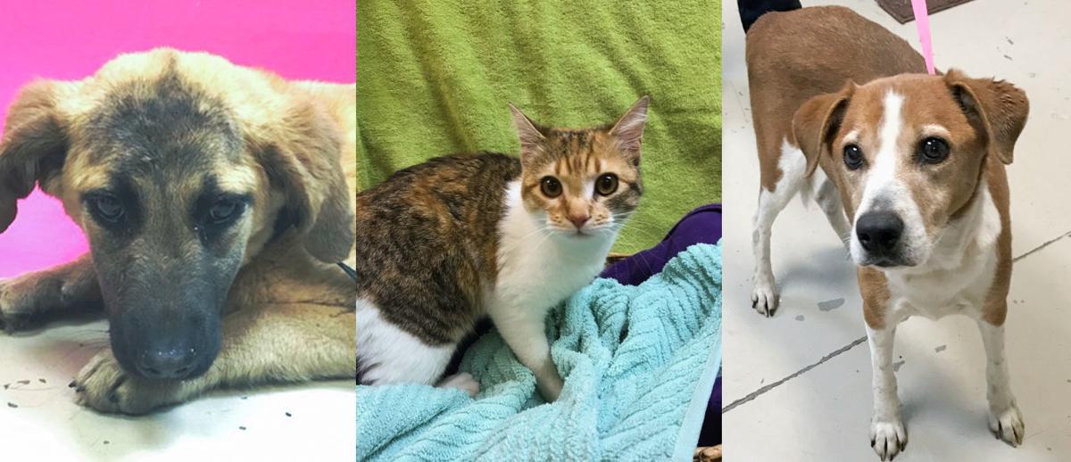 Session Saturday will explain how to volunteer with Decatur animal