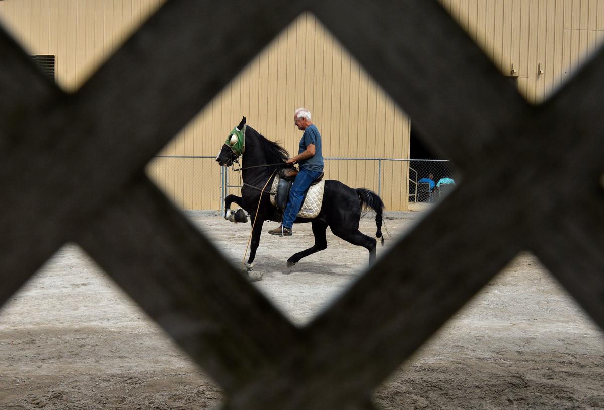 Racking Horse World Celebration Gallery