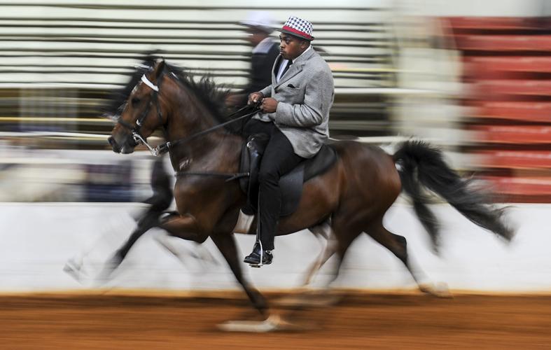 Racking Horse World Celebration | News | decaturdaily.com