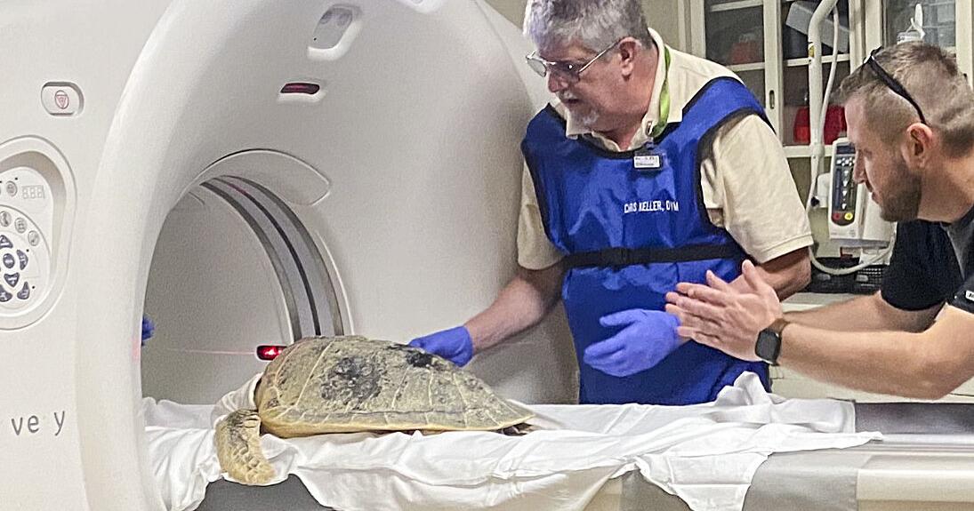 Third CT scan shows Kale the turtle is improving - Vimarsana News