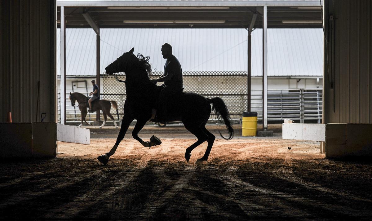 Racking Horse World Celebration News