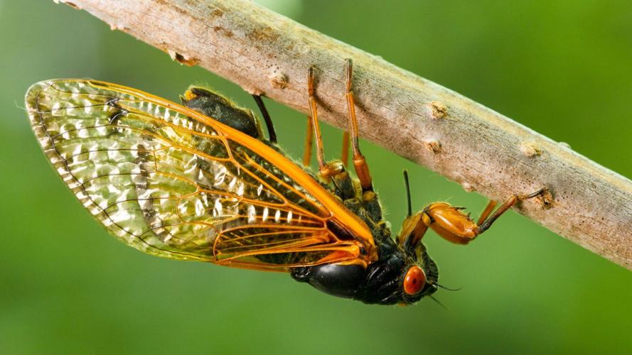 After 13 years underground, the cicadas are coming