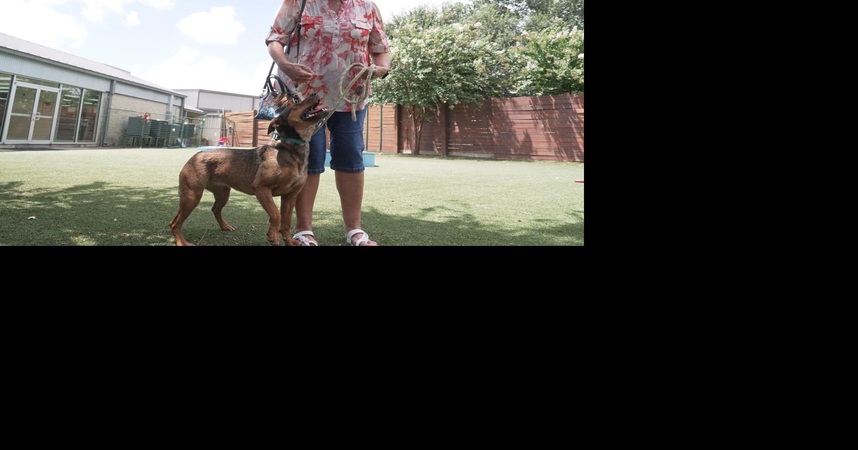 Concerns about the New World screwworm have put Texas pet adoptions on hold