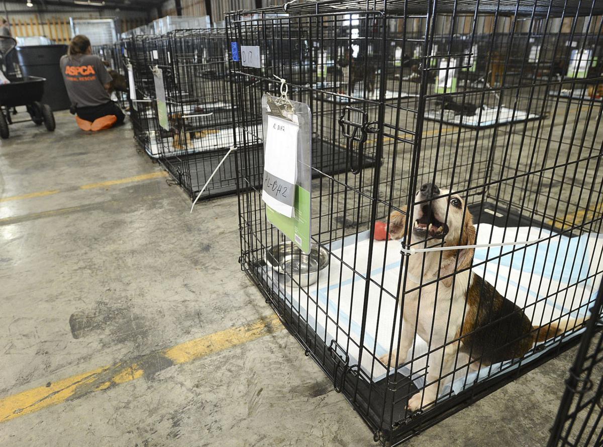Lawrence County ASPCA Emergency Animal Shelter | News | decaturdaily.com
