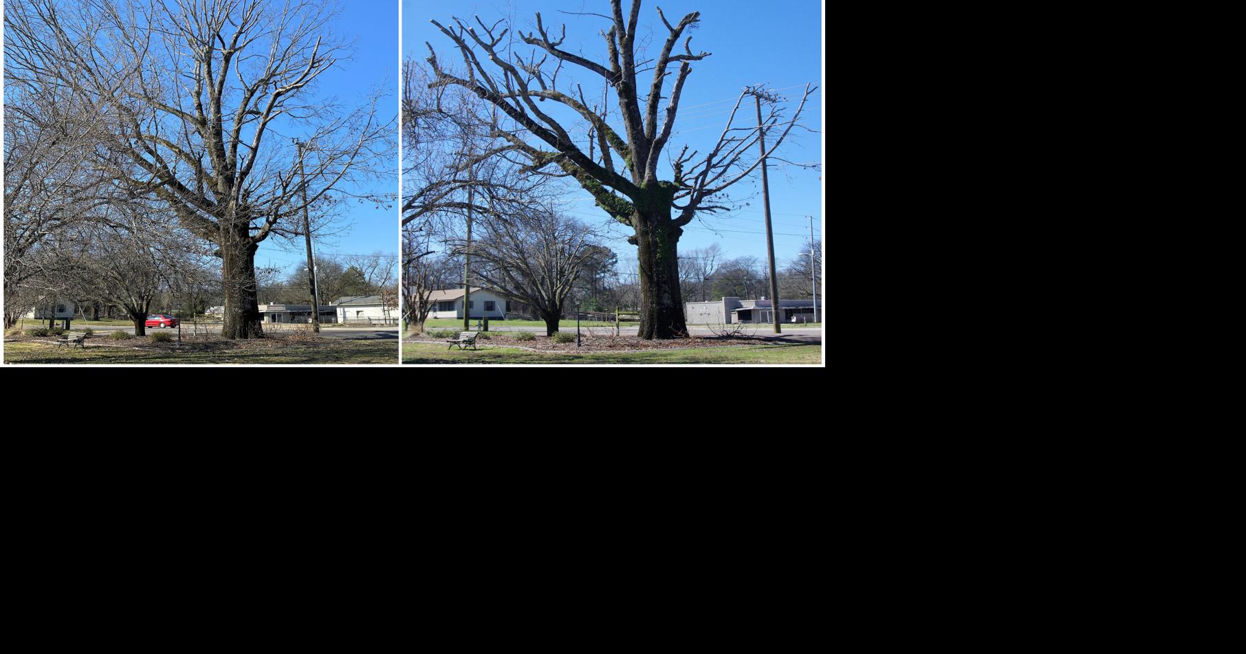 Iconic Trinity tree trimmed for its own good and public safety | Morgan ...
