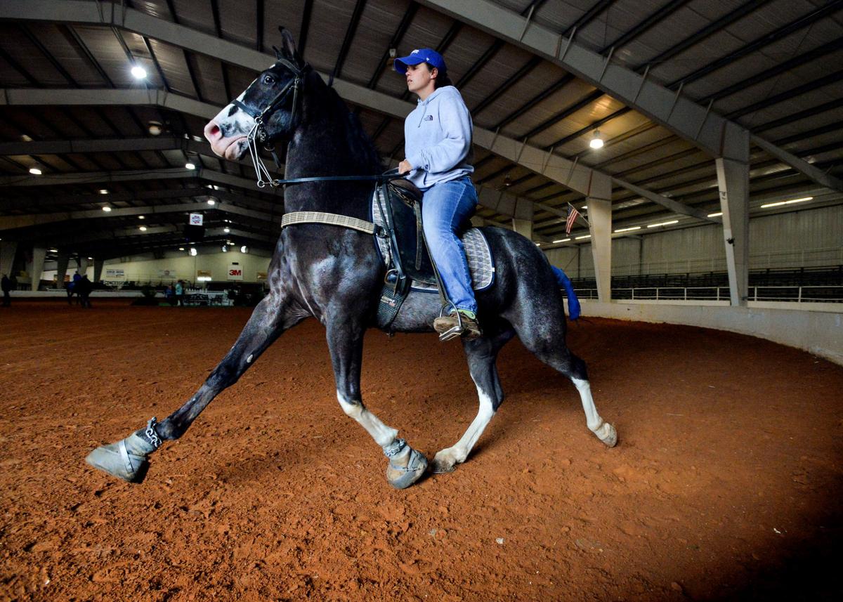 Racking Horse Spring Celebration Gallery