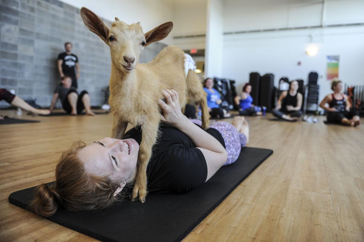 Kids of Yoga Goat Yoga classes come to north Alabama as the exercise