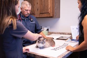 Protecting Pets from the New World Screwworm Fly: A Growing Concern for Animal Owners