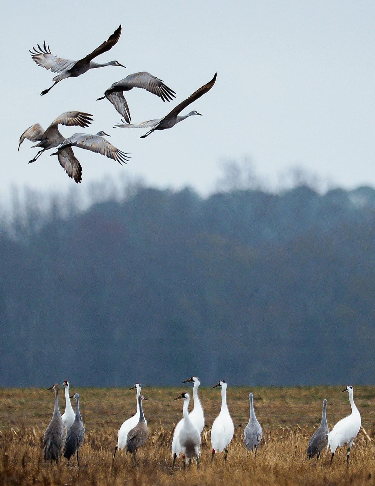 Raising Cranes Festival of the Cranes celebrates the 10,000 sandhill