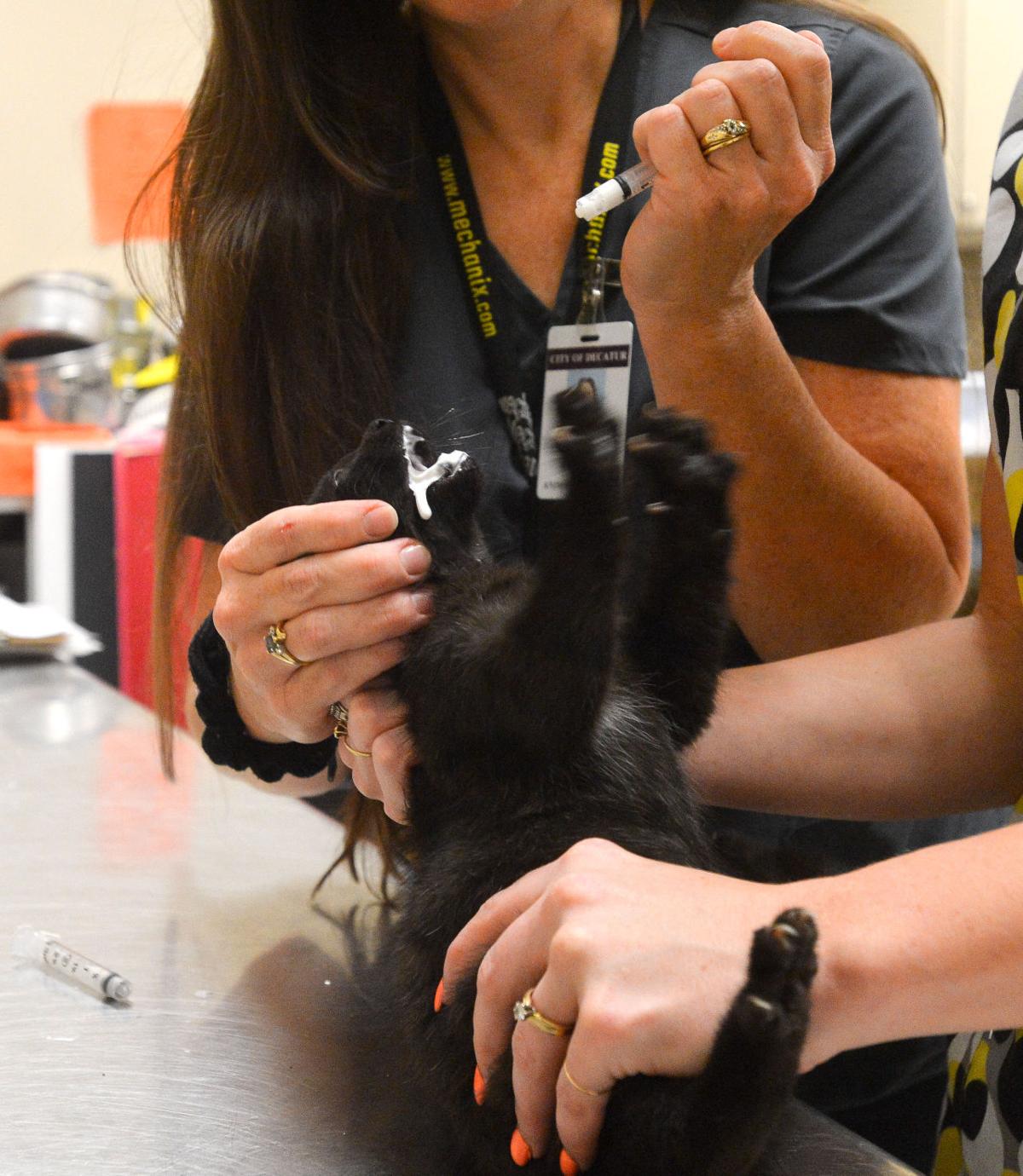 Decatur Animal Services Preparing For Anniversary Gallery