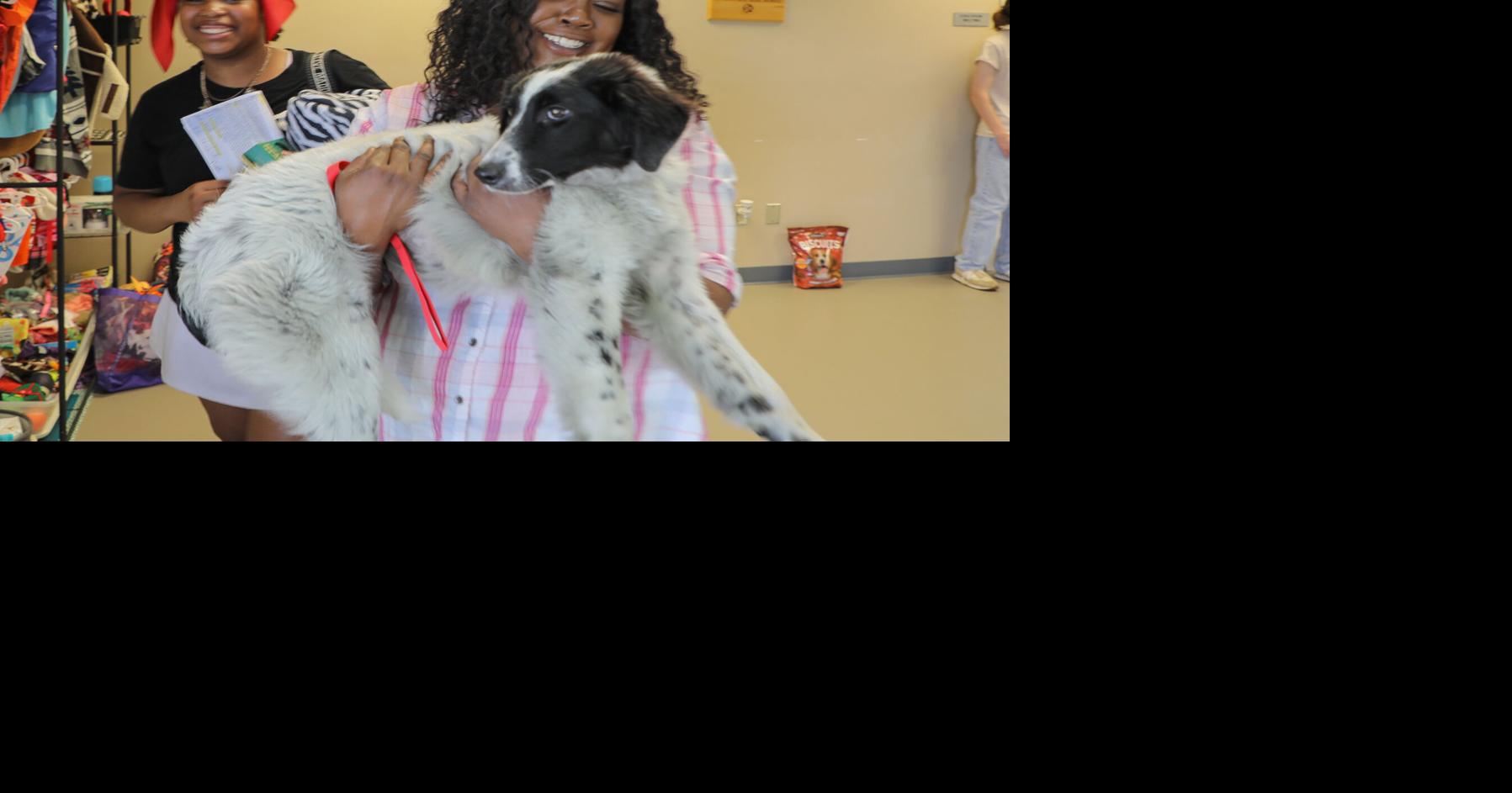 Free pet adoption event a success | Decatur | decaturdaily.com
