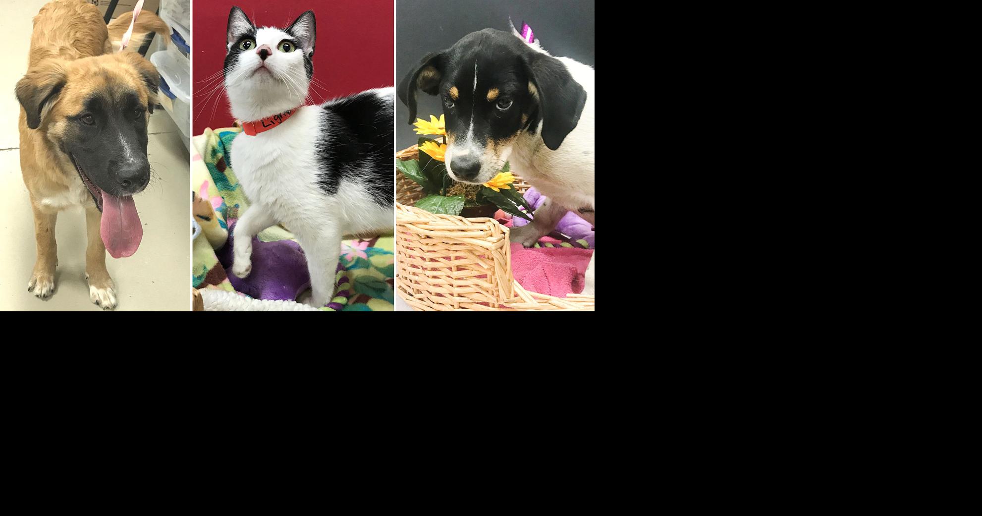 Pets of the Week | Decatur | decaturdaily.com