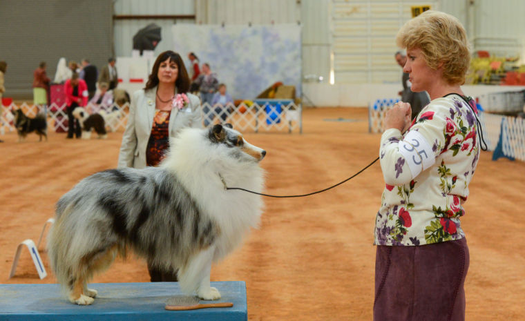 Cotton Cluster Dog Show | News | decaturdaily.com