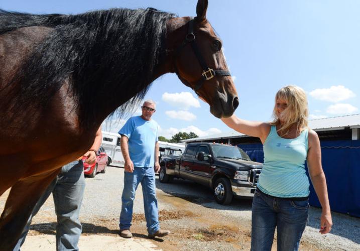 Racking Horse World Grand Championship Opens In Priceville News