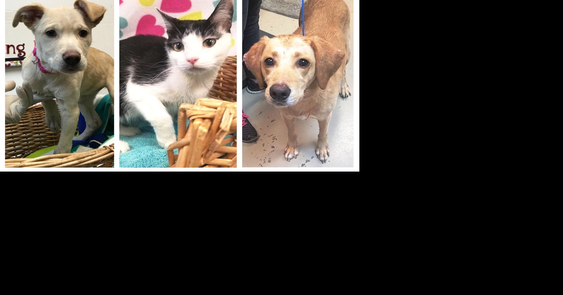 Pets of the Week | Decatur | decaturdaily.com