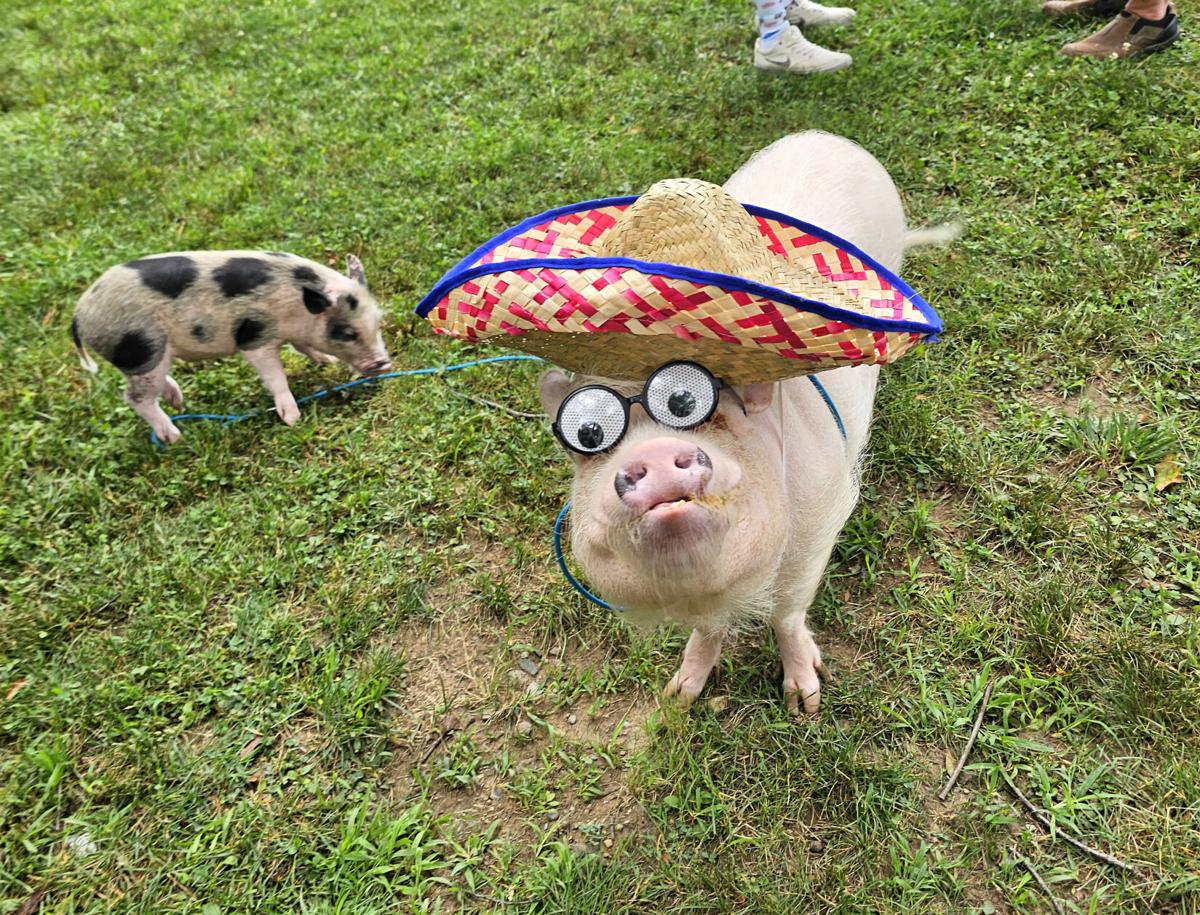 This family has a famous pig. Here
