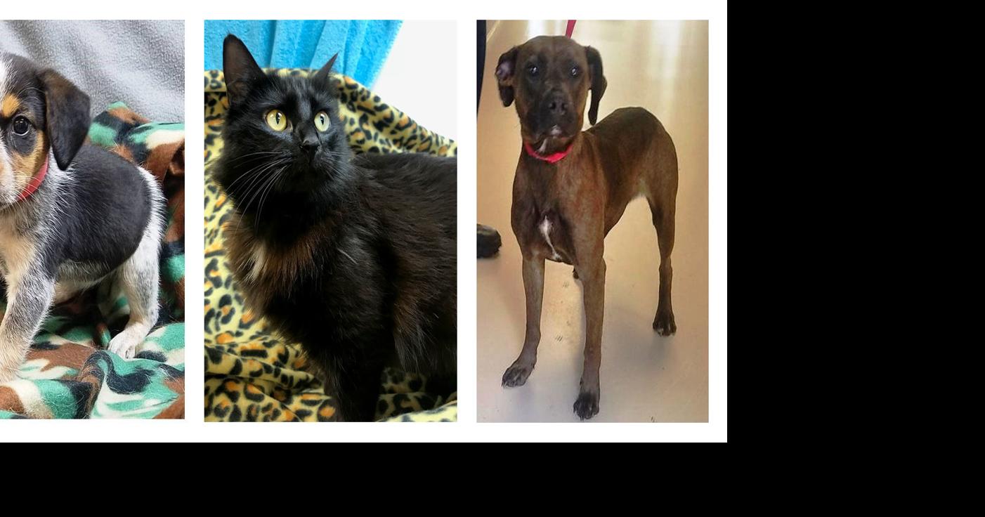 Pets of the week | Decatur | decaturdaily.com