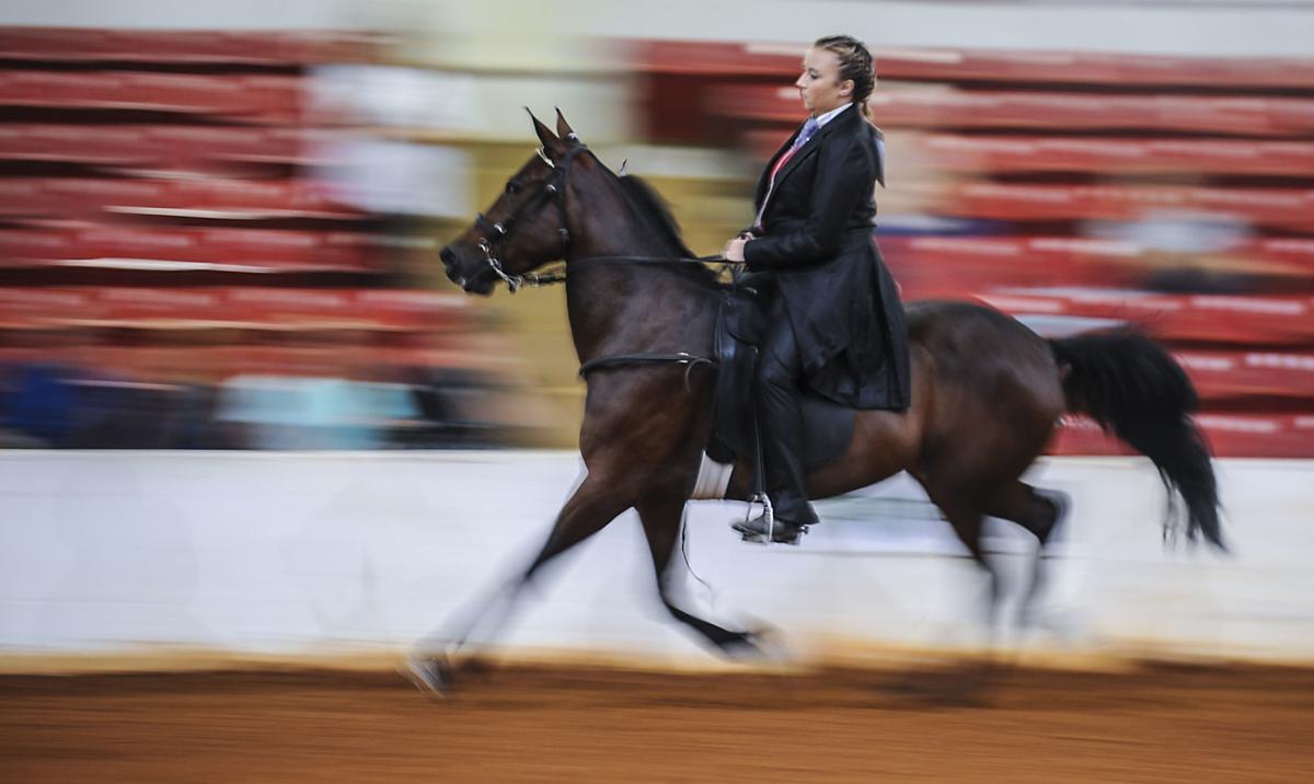 Racking Horse World Celebration News