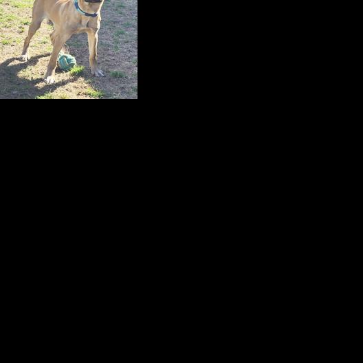 Pets of the Week | Decatur | decaturdaily.com