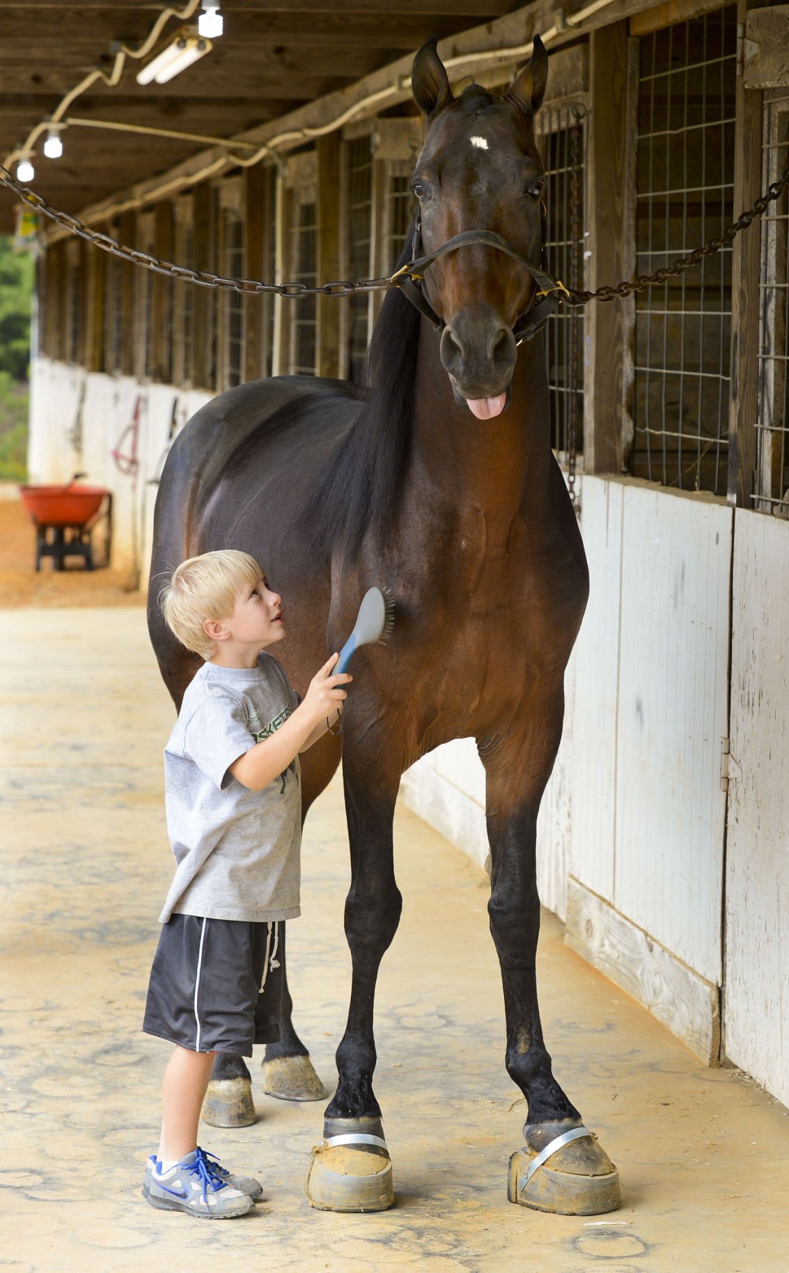 43rd Annual Racking Horse World Celebration Gallery