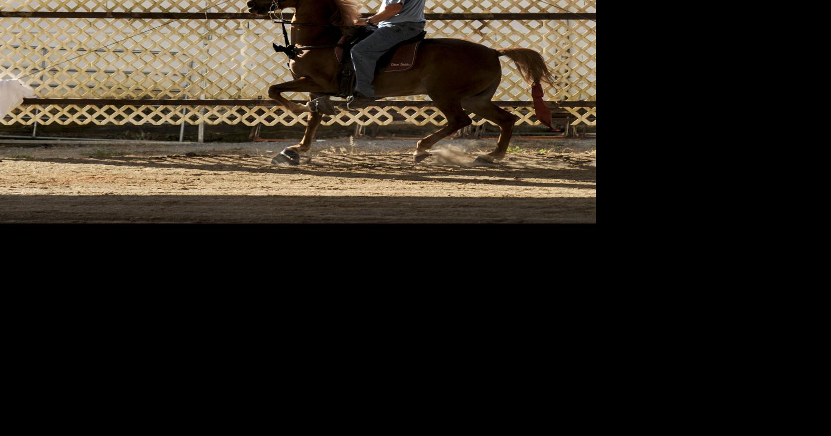 Racking horses: World Celebration to determine grand champion | Morgan ...