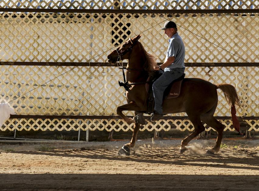 Racking horses World Celebration to determine grand champion