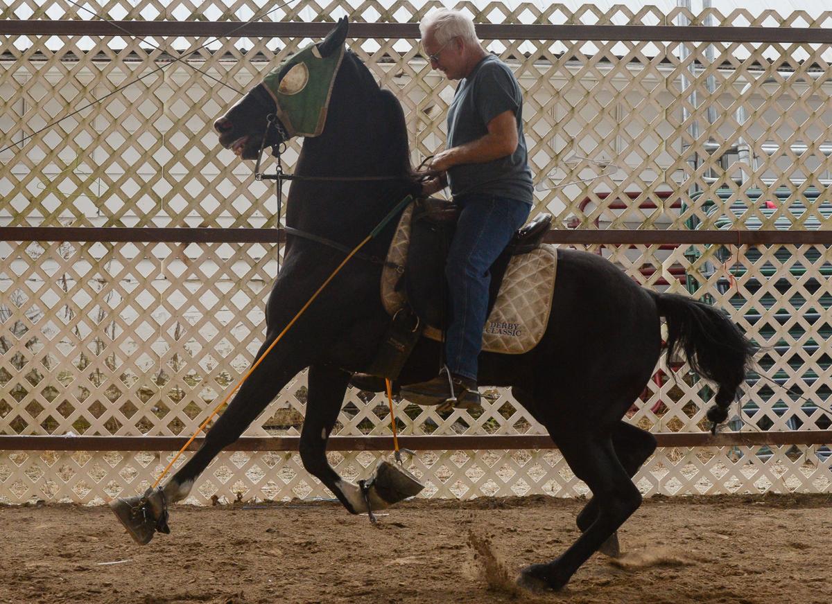 Racking Horse World Celebration Gallery