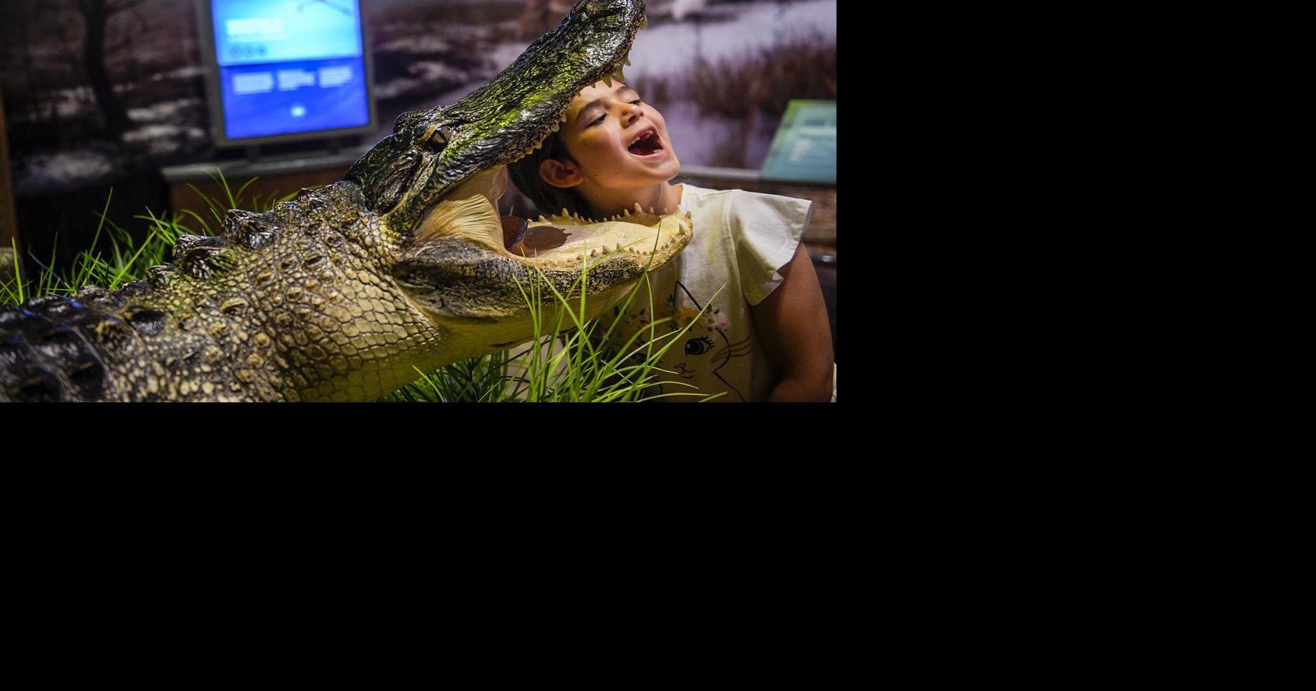 Cook Museum enjoying 'normal' operations as it celebrates 2-year ...