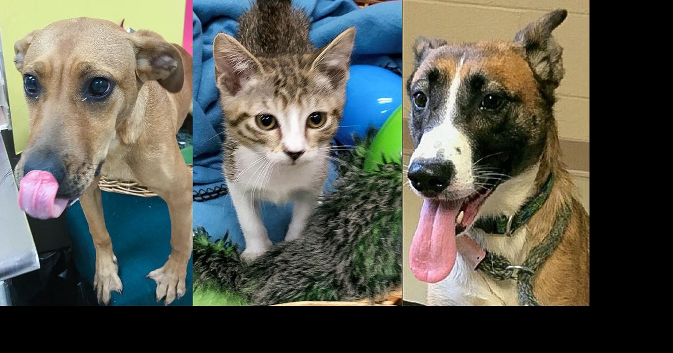 Pets of the Week | Decatur | decaturdaily.com
