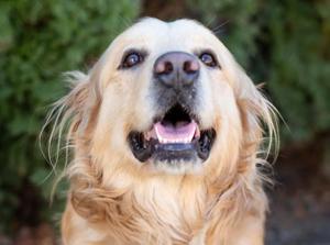 Morgan County Sheriff’s Office mourns loss of K-9 Deputy Peluche