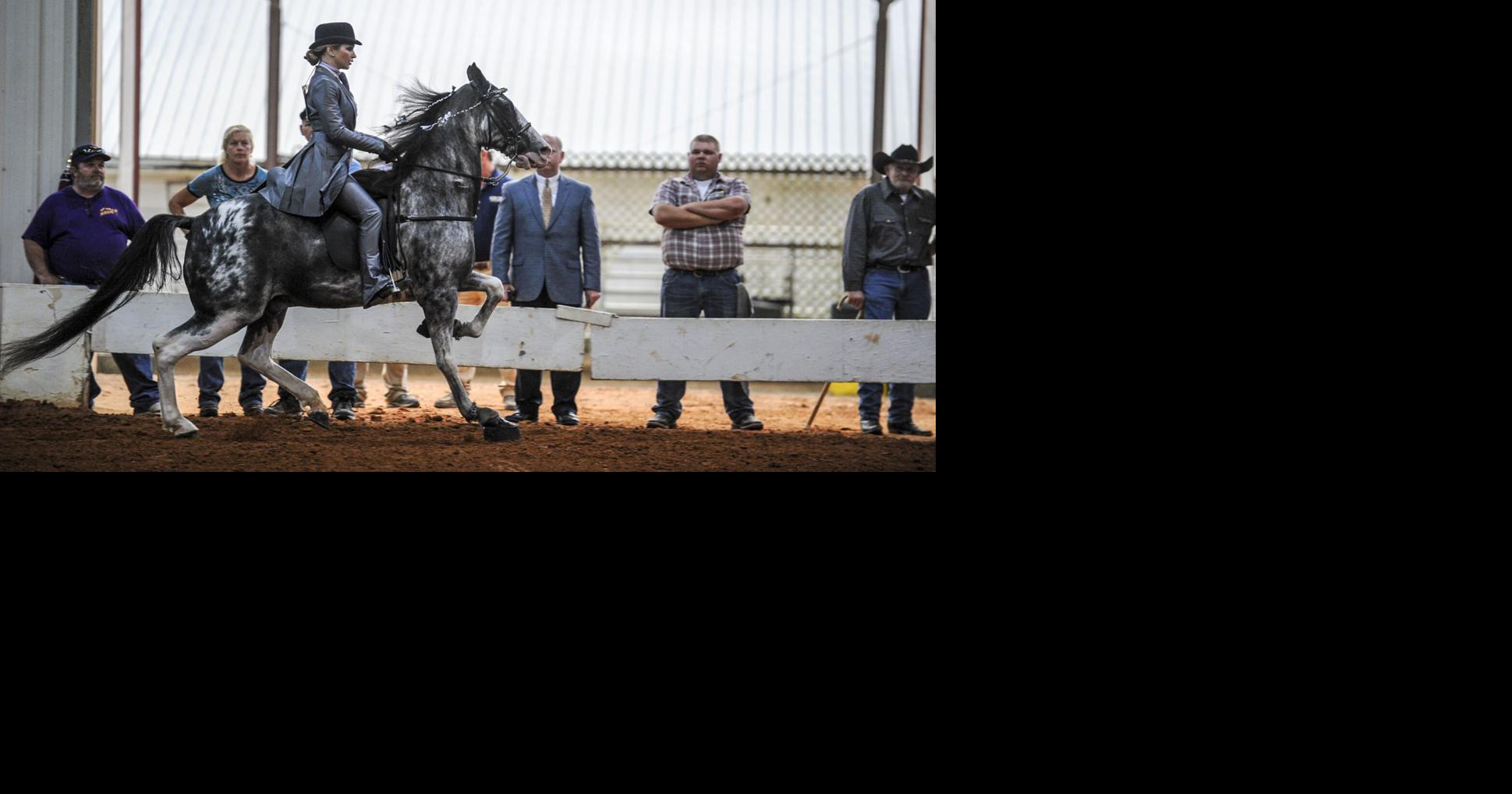 50th Racking Horse World Celebration set for September | Entertainment ...