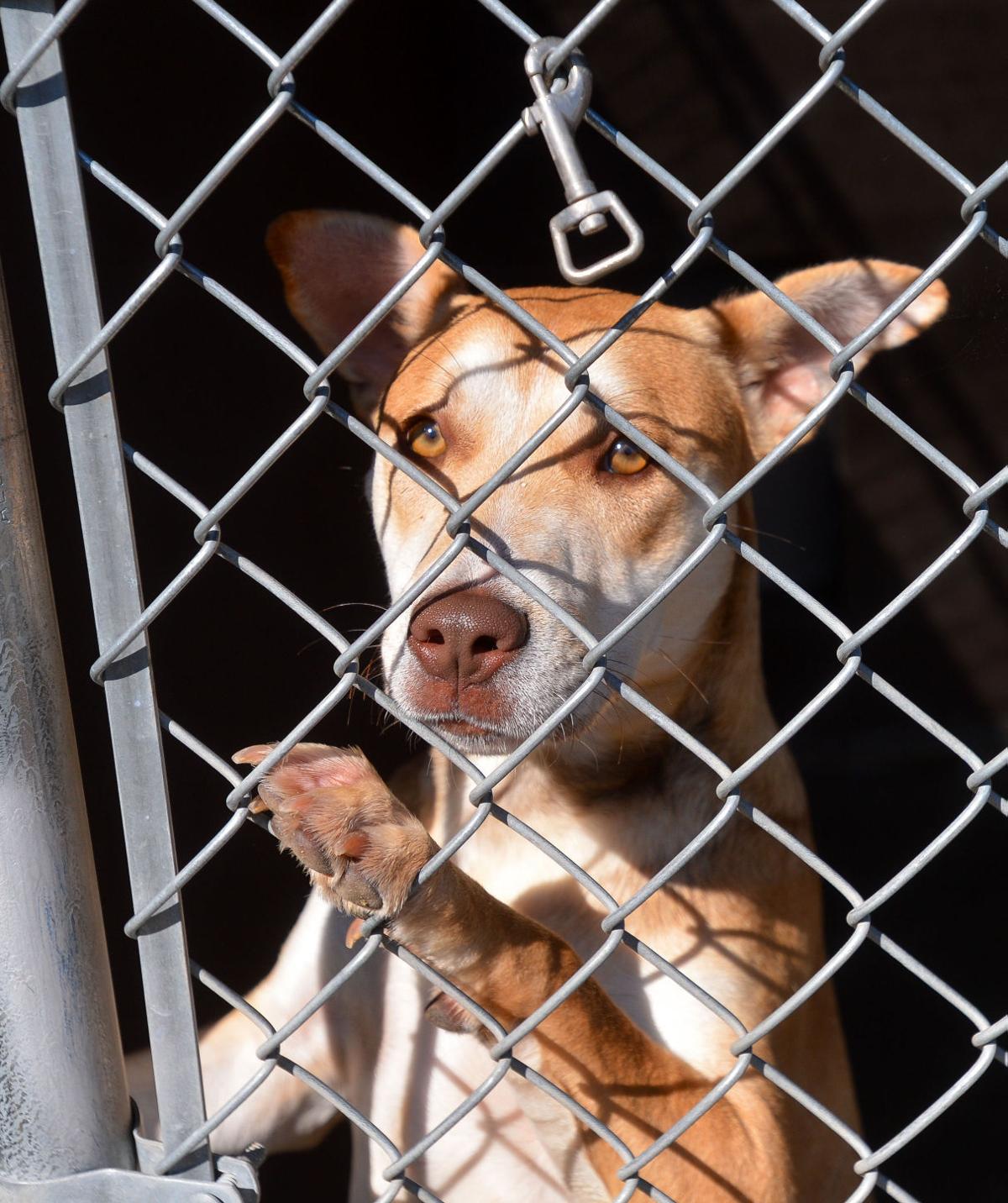 Decatur Animal Services Preparing For Anniversary Gallery