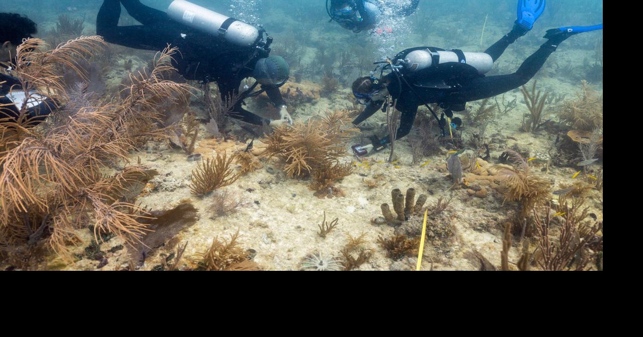 Scientists transplant crossbred corals to help save Miami's reefs from ...