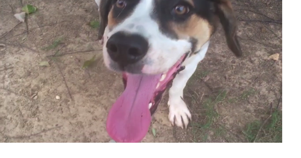 Decatur Animal Shelter Adoptable Animals Multimedia