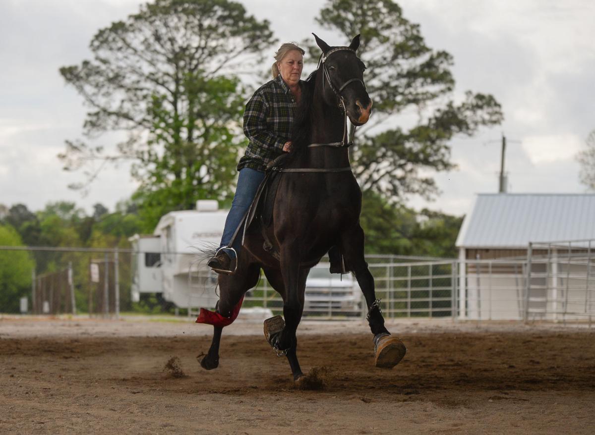 Racking Horse Spring Celebration Gallery