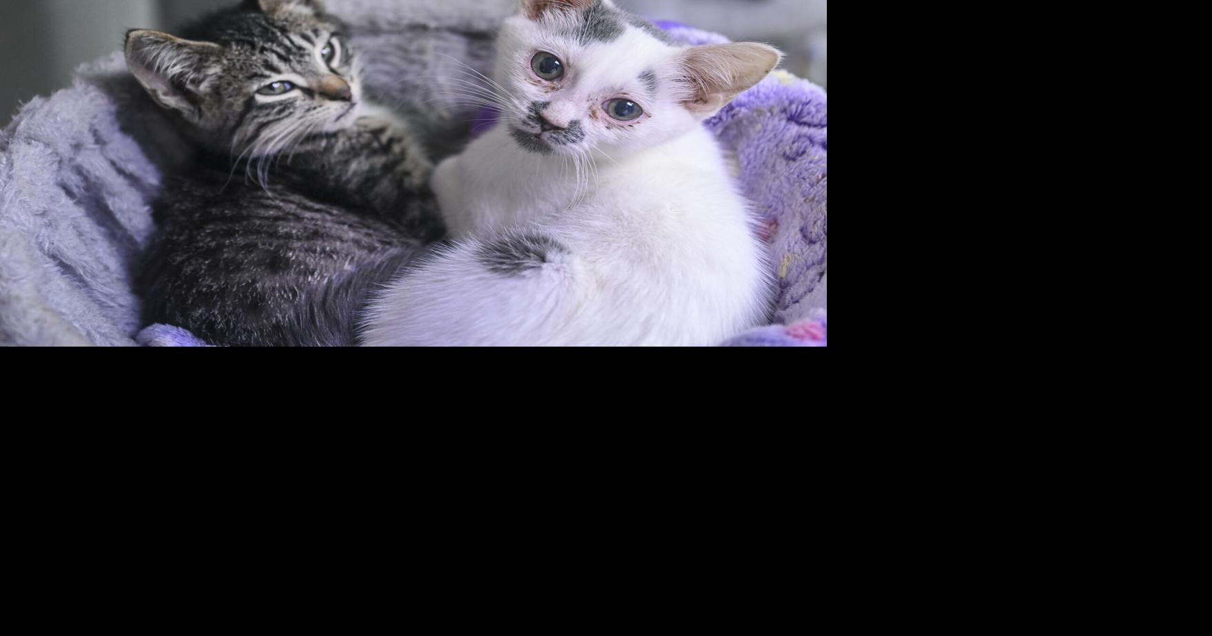Limestone backs PAALS as animal shelter partnership considered