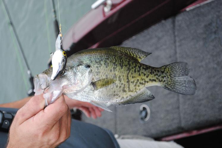 Pulling or pushing: Trolling crankbaits deadly for summer crappie