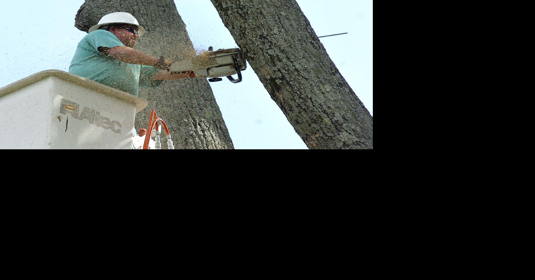 Eighth Avenue SE Willow Oak Tree Comes Down | Gallery | decaturdaily.com