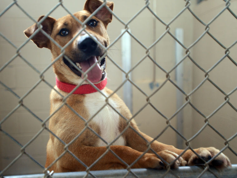 Decatur Animal Shelter Multimedia