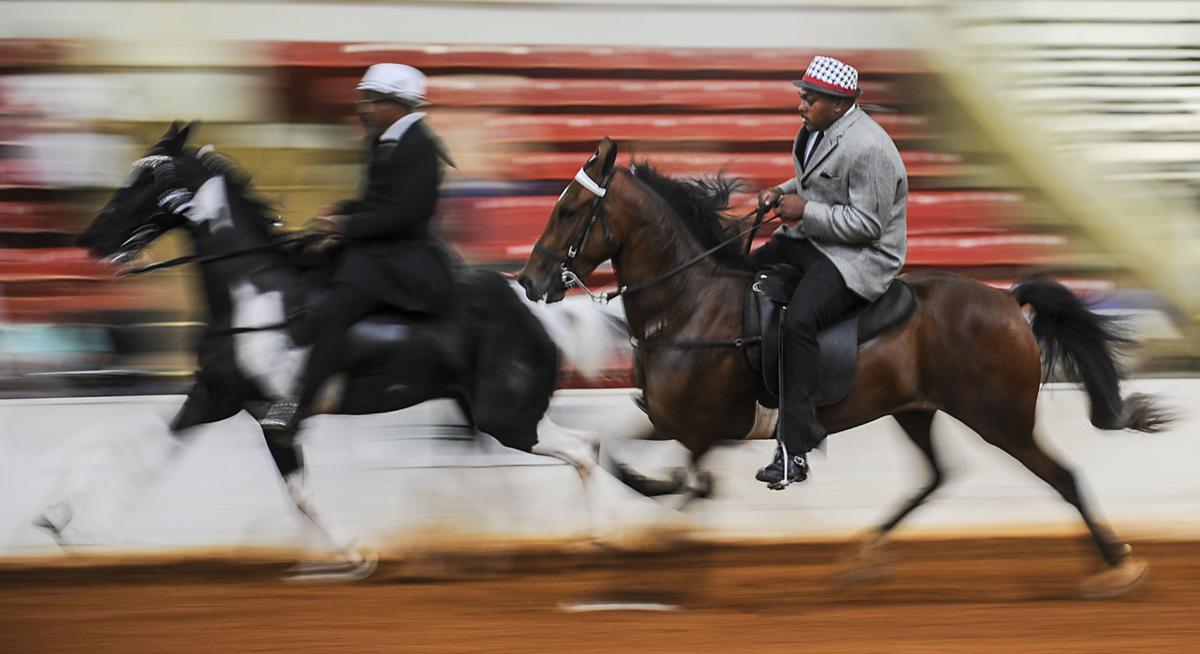 Racking Horse World Celebration News