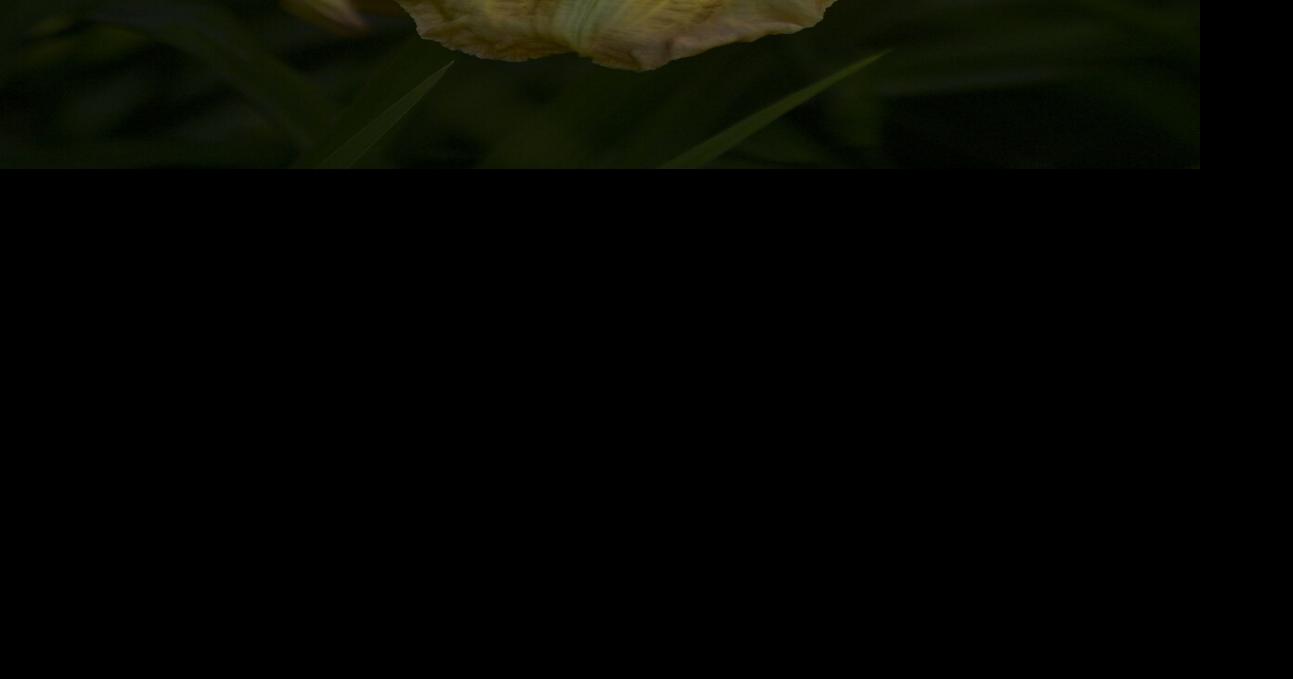 Flowers after the rain