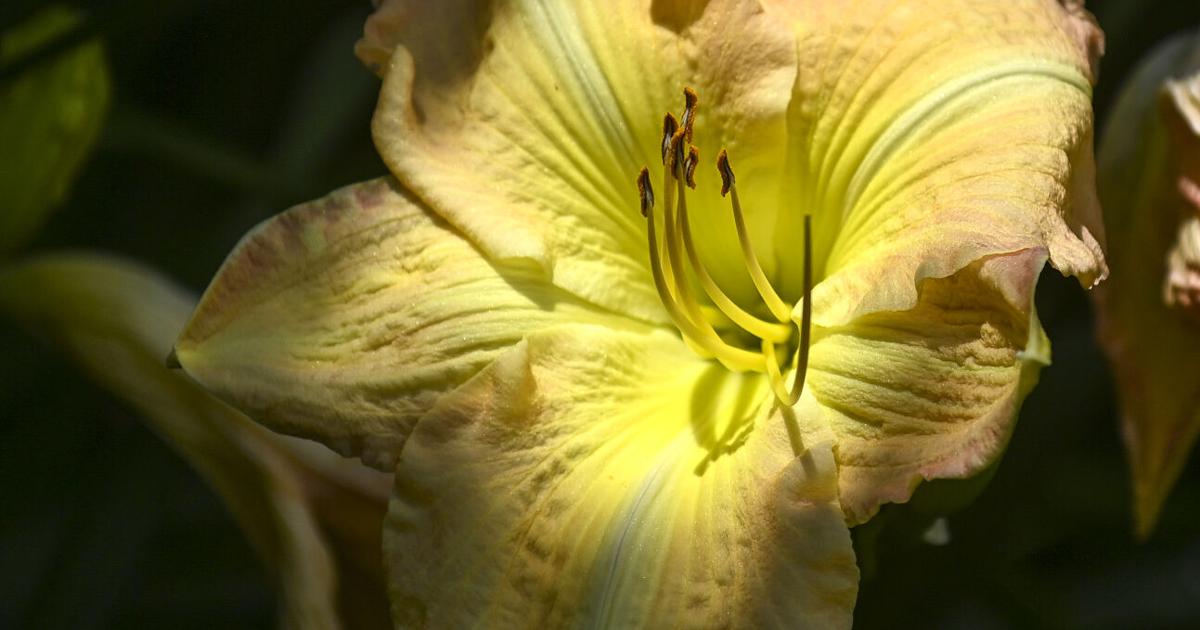 Flowers after the rain