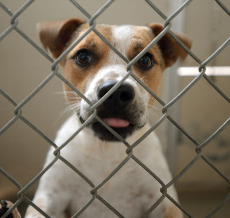 Decatur Animal Shelter Multimedia