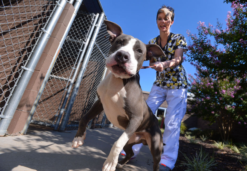 Decatur Animal Services Preparing For Anniversary Gallery