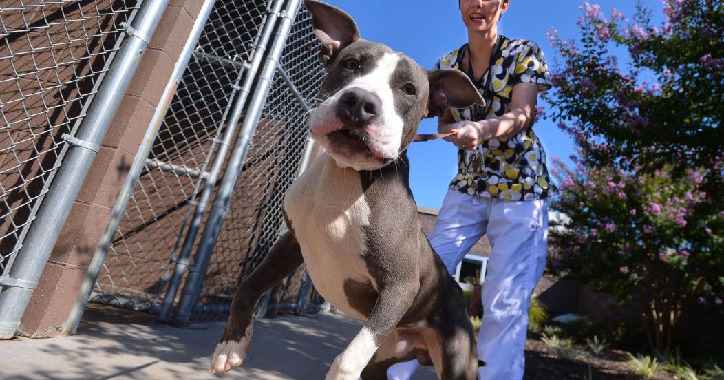 Decatur Animal Services Preparing For Anniversary | Gallery ...
