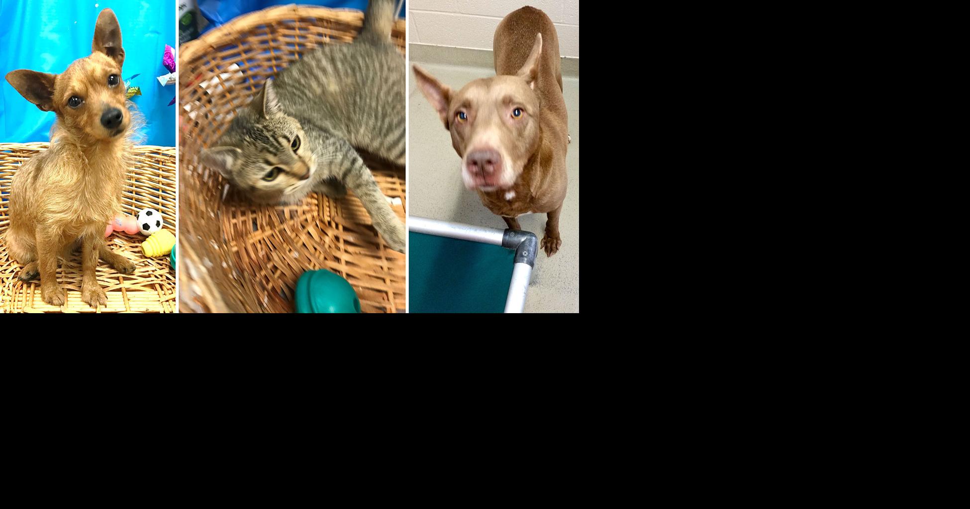Pets of the Week | Decatur | decaturdaily.com