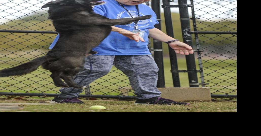 Volunteer wants good homes for shelter animals Decatur