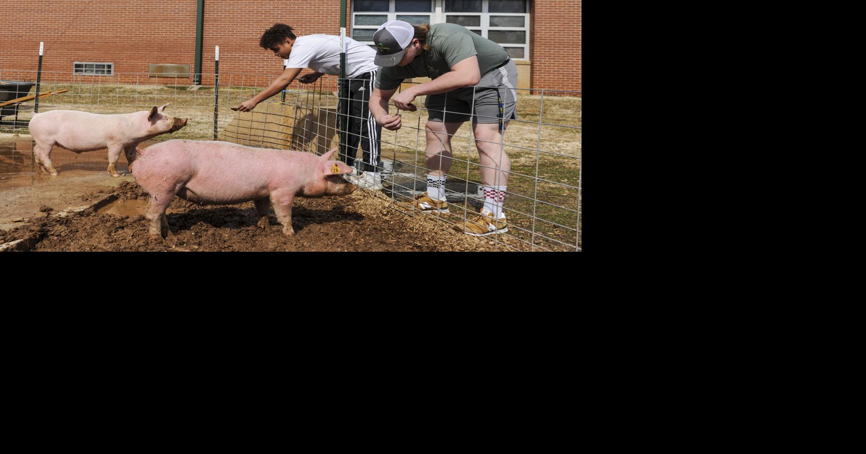 Down on the farm Limestone students raise pigs Limestone County